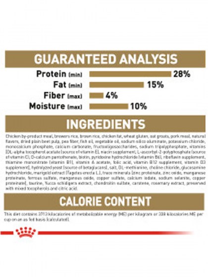 BHN BULLDOG PUPPY 3K_web5